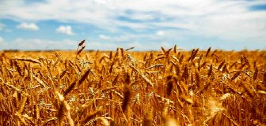 نیازی به واردات گندم در بخش آرد و نان نداریم